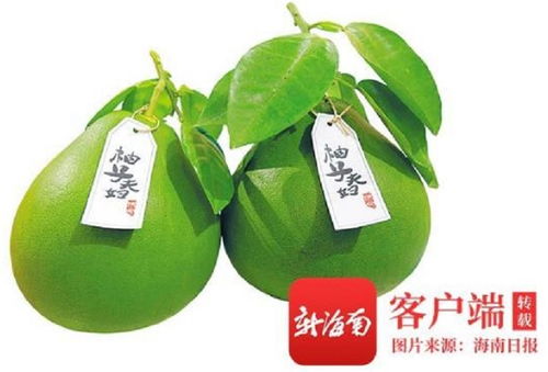 消博會(huì)澄邁柚子 國際農(nóng)民豐收節(jié)貿(mào)易會(huì)助推農(nóng)產(chǎn)品邁向全球市場
